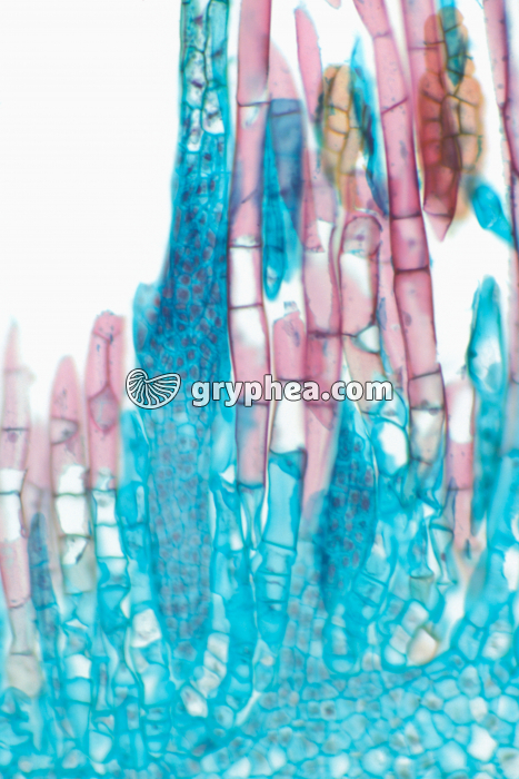 Mnium (mousse) - organes mâles ou anthéridies CL x70 - gryphea.com